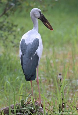 Asian Openbill.jpg