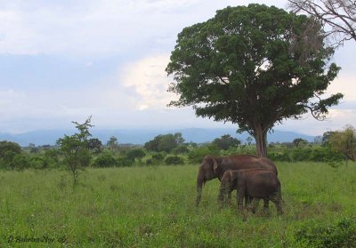 Udawalawe Sanctuary