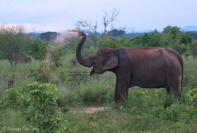 Elephant dusting.jpg