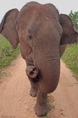 Udawalawe Transplant Elephant.jpg