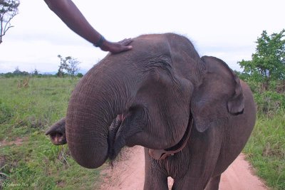 Udawalawe Transplant Elephant_.jpg