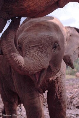 Elephant orphan.jpg