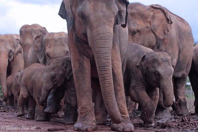 New Family Elephant orphanage.jpg
