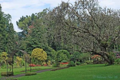 Kandy Botanical Gardens_.jpg