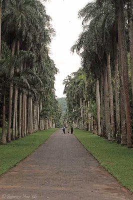 Tree lane Botanical Gardens.jpg
