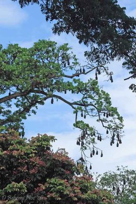 Fruit Bats Kandy Botanical Gardens .jpg