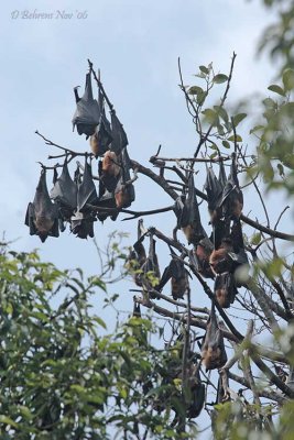 Fruit Bats Kandy Botanical Gardens2.jpg
