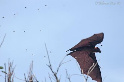 Fruit-bat chased by Bees.jpg
