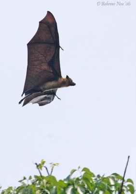 Fruit Bat.jpg