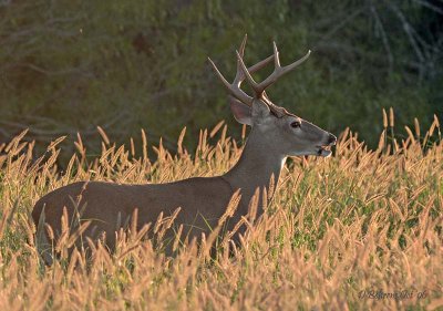 Choke Canyon Buck.jpg