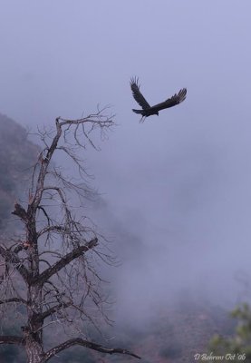 Early morn vulture.jpg