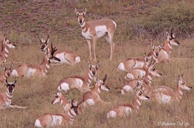 Pronghorns near Alpine.jpg