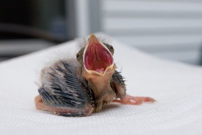 Gallery: Baby Bird 2007