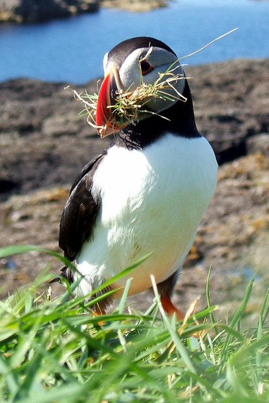 Puffin bedding (by Ruth)