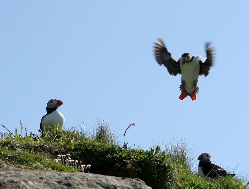 Puffin landing 1