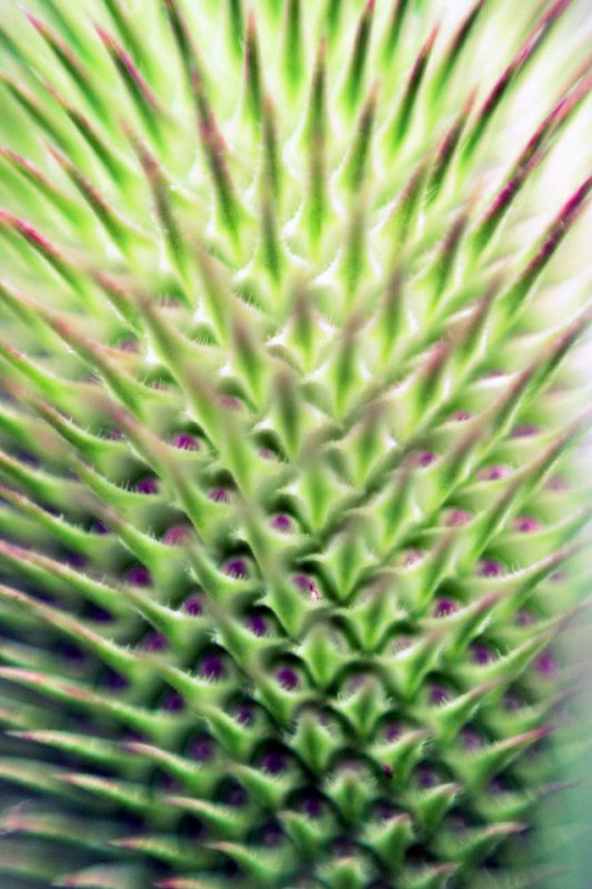 Teasel head