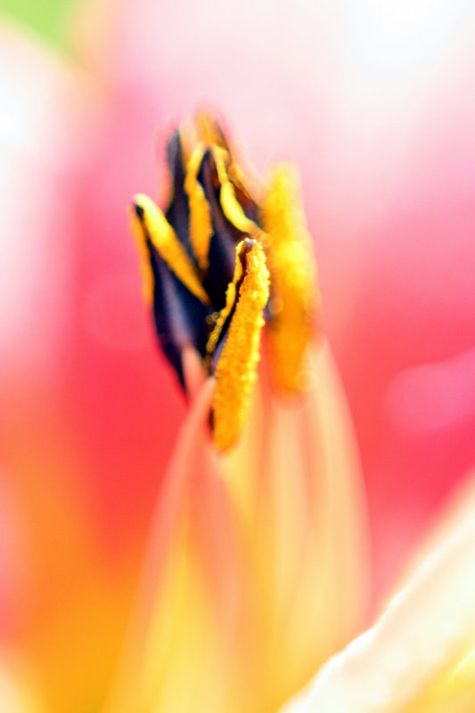 Day Lily stamens
