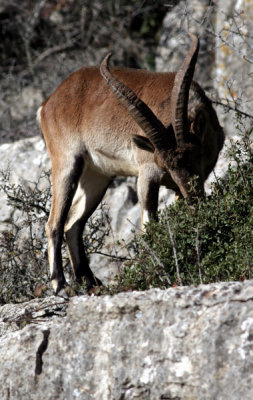 Spanish Ibex, Torcal de Antequerra, Andalucia