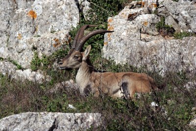 Spanish Ibex, Torcal de Antequerra, Andalucia