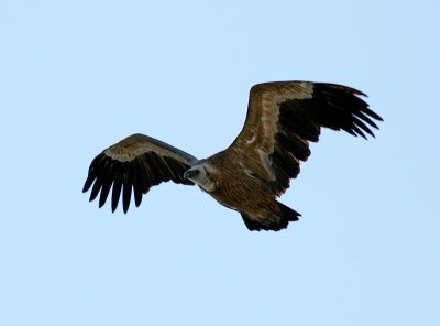Griffon Vulture,Torcal de Antequerra, Andalucia