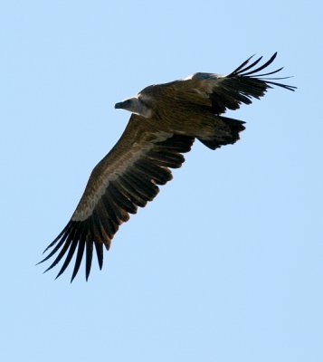 Griffon Vulture,Torcal de Antequerra, Andalucia