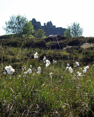 Bog cotton, Castle Tioram (by Ruth)