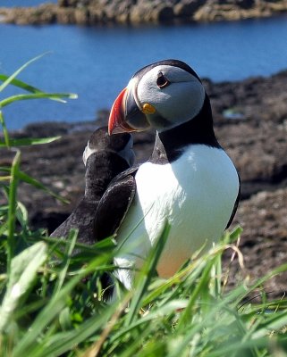 Puffin 4 (by Ruth)