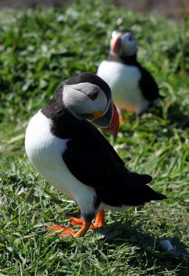 Puffin tail