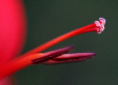 Crocosmia stamens and anthers 2