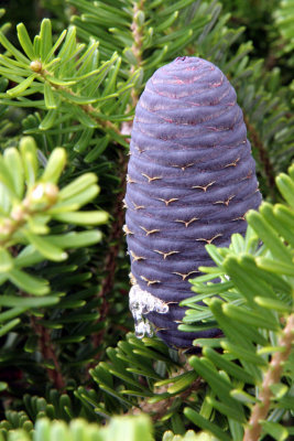 Korean Fir cone