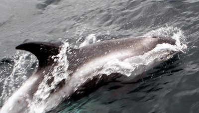 Dolphins 8