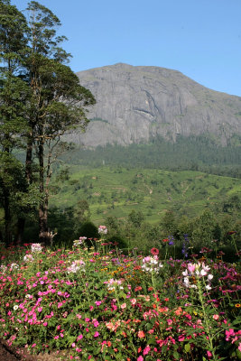 View from tea estate bungalow