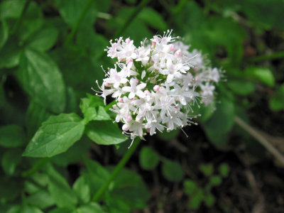 IMG_3014e.jpg