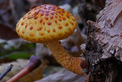 Mushrooms, October 2007