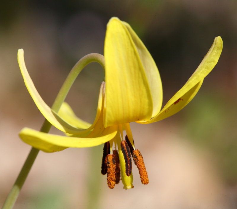 Trout Lily