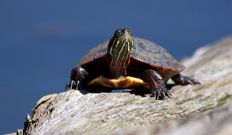 Painted Turtle