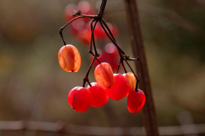 DSCF4829.jpg