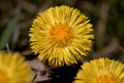 DSCF0711.jpg