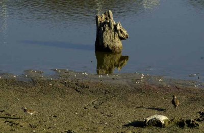 MacKenzie Wetland