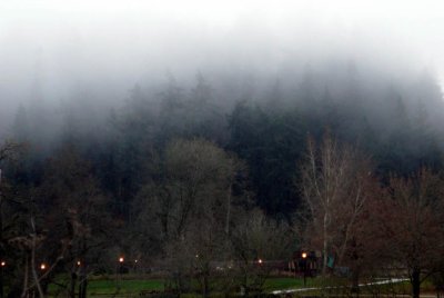 day 1 - foggy trees.jpg