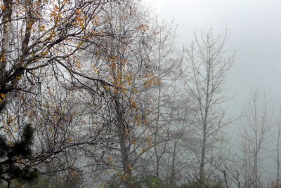 day 2 - fog2.jpg