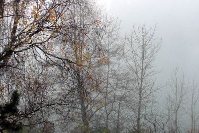 day 2- fog1.jpg