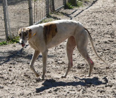 white brindle beauty.jpg