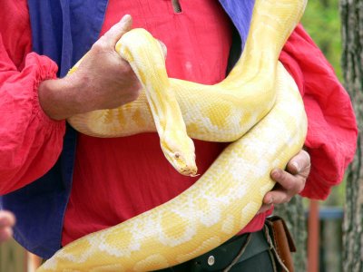 albino burmese python 3.jpg