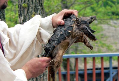 alligator snapping turtle 2.jpg