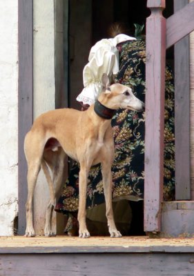 fawn hound.jpg