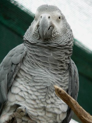 gray bird 2.jpg