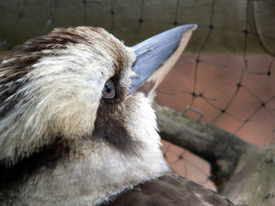 kookaburra 1.jpg