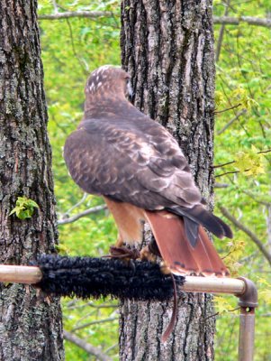 why they call me red-tailed hawk.jpg