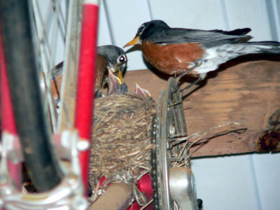 mama and papa robin.jpg